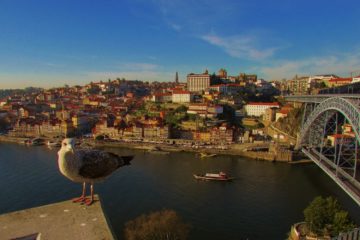 uma gaivota e a vista sobre a cidade do porto